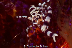 Colemani shrimp in a fire urchin by Christophe Dufour 